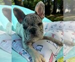 Small Photo #5 French Bulldog Puppy For Sale in RENTON, WA, USA