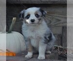 Small Photo #6 Miniature Australian Shepherd Puppy For Sale in STRASBURG, PA, USA