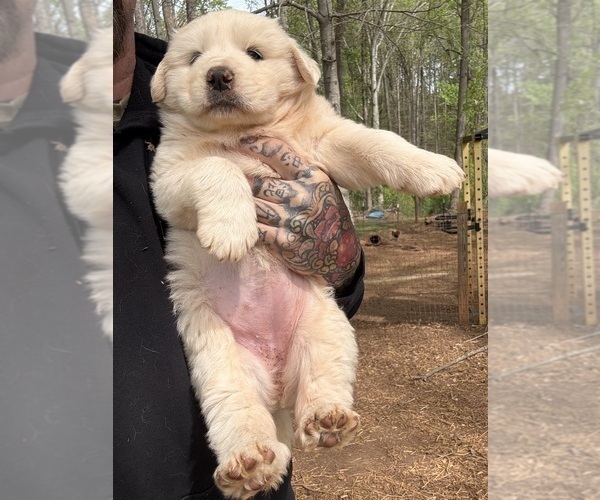 Medium Photo #18 Great Pyrenees Puppy For Sale in NEWTON, NC, USA
