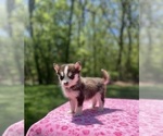 Small #2 Pomsky