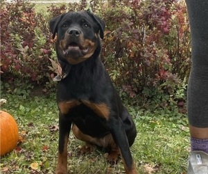 Medium Rottweiler