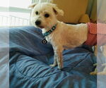 Small #7 Maltese Mix