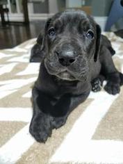 Great Dane Puppy for sale in STATEN ISLAND, NY, USA