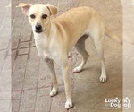 Small #3 Labrador Retriever-Retriever  Mix