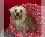 Small #2 Yorkshire Terrier