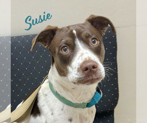 Medium Photo #1 Colonial Cocker Spaniel-Unknown Mix Puppy For Sale in HOUSTON, TX, USA