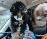 Small #1 Poodle (Miniature)