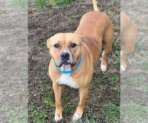 Boxer-Unknown Mix Dogs for adoption in Louisville, KY, USA