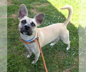 Chug Dogs for adoption in Long Beach, CA, USA