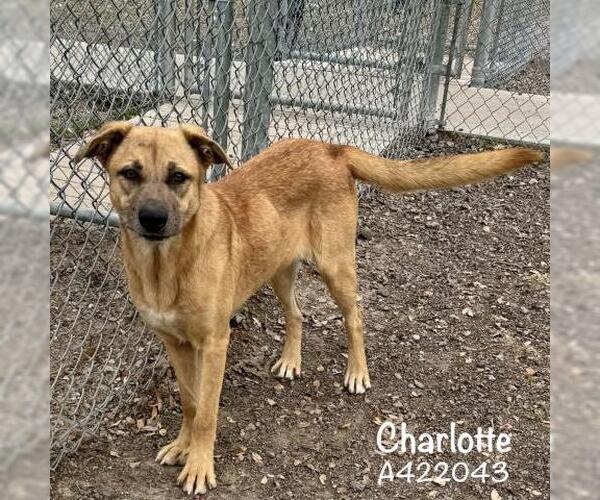 Medium Photo #1 German Shepherd Dog-Unknown Mix Puppy For Sale in Conroe, TX, USA