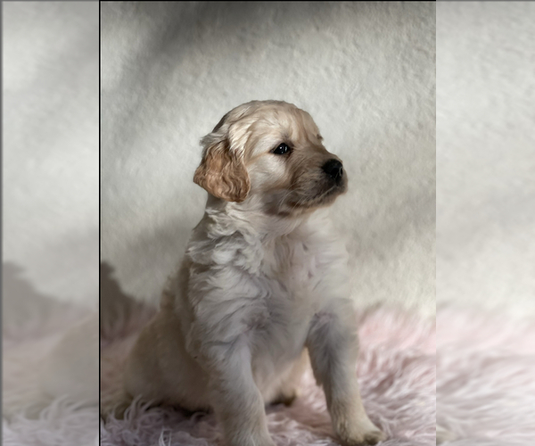 Medium Photo #7 Golden Retriever Puppy For Sale in CHURCHVILLE, VA, USA