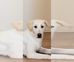 Small #10 Labrador Retriever