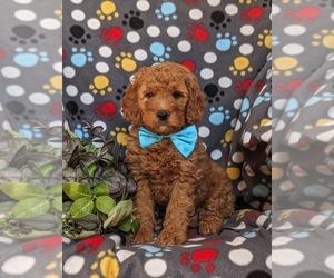 Goldendoodle (Miniature) Puppy for sale in OXFORD, PA, USA