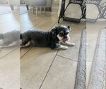 Small #3 Maltese Mix