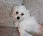 Small Photo #9 Maltese Puppy For Sale in MOORESVILLE, NC, USA