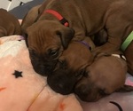 Small #19 Rhodesian Ridgeback