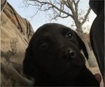 Small Photo #2 Labrador Retriever Puppy For Sale in BRIGHTON, MO, USA
