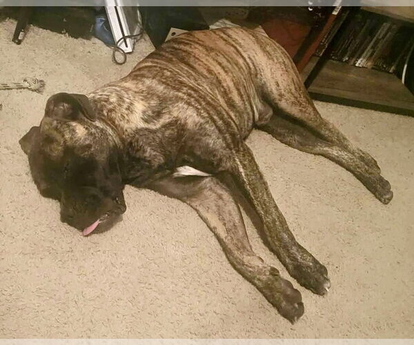 Medium Photo #1 Bullmastiff Puppy For Sale in Goodyear, AZ, USA