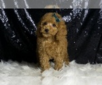 Small Photo #123 Poodle (Toy) Puppy For Sale in WARSAW, IN, USA