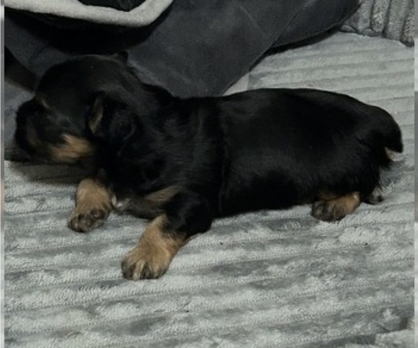 Medium Photo #2 Morkie Puppy For Sale in COLUMBIA, SC, USA