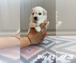 Small Photo #6 Maltipoo Puppy For Sale in MOREHEAD, KY, USA