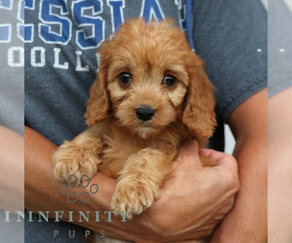 Medium Photo #3 Cavalier King Charles Spaniel-Goldendoodle Mix Puppy For Sale in NARVON, PA, USA