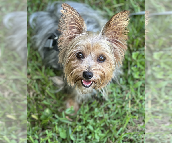 Medium Photo #2 Mutt Puppy For Sale in Weston, FL, USA