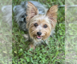 Small #1 Mutt