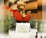 Small Photo #3 Irish Doodle Puppy For Sale in TENINO, WA, USA