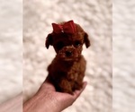 Image preview for Ad Listing. Nickname: Summer tiny