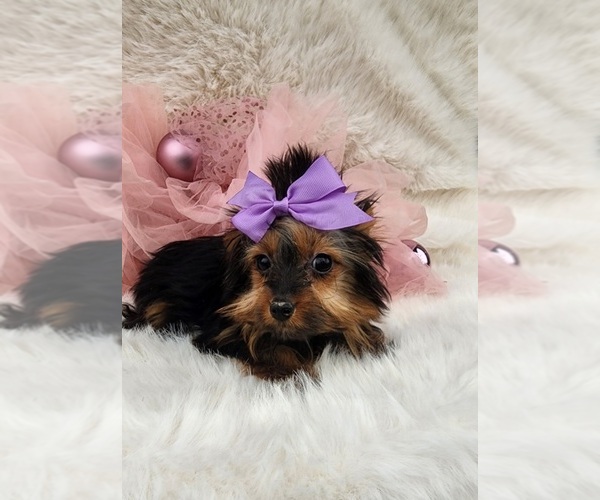 Medium Photo #3 Yorkshire Terrier Puppy For Sale in INDIANAPOLIS, IN, USA