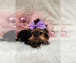 Small #2 Yorkshire Terrier