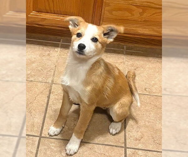 Medium Photo #2 Australian Shepherd-Unknown Mix Puppy For Sale in Genesee, WI, USA