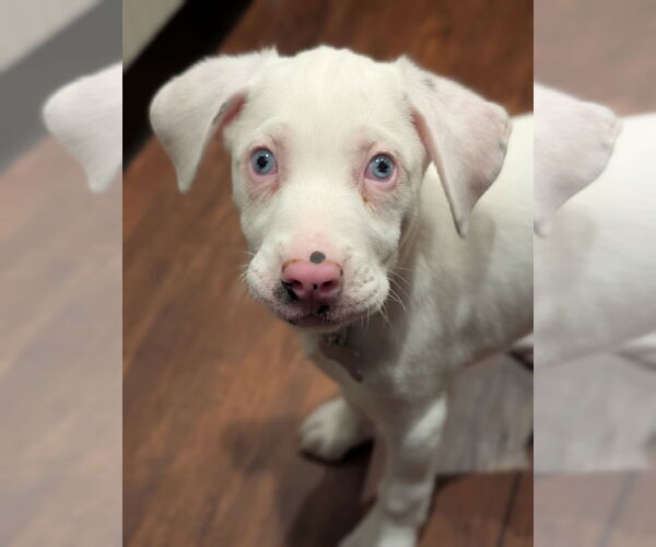 Medium Photo #14 Australian Shepherd-Catahoula Leopard Dog Mix Puppy For Sale in Holly Springs, NC, USA