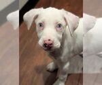 Small #13 Australian Shepherd-Catahoula Leopard Dog Mix
