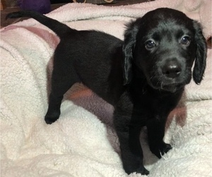 Golden Mountain Doodle Puppy for sale in FORESTON, MN, USA