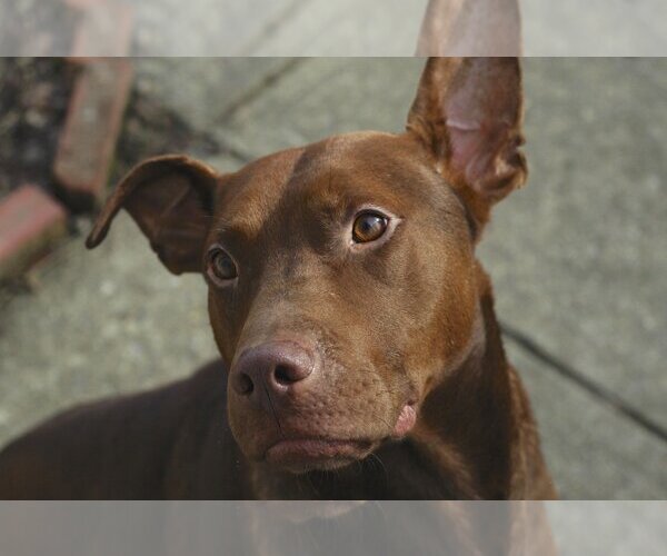Medium Photo #5 Doberman Pinscher-Labrador Retriever Mix Puppy For Sale in Blacklick, OH, USA