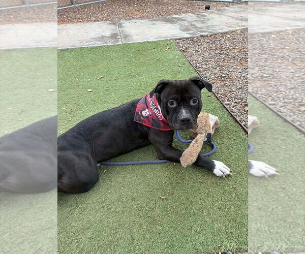 Medium Photo #2 Staffordshire Bull Terrier-Unknown Mix Puppy For Sale in Chandler, AZ, USA