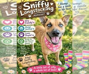 SNIFFY LONGSTOCKING - Female Carolina Dog-Siberian Husky Mix Dog for Adoption - Photo #2