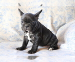 Small #2 Faux Frenchbo Bulldog