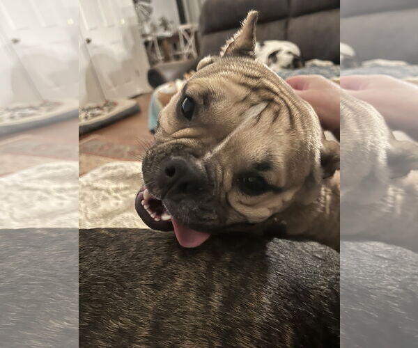 Medium Photo #5 American Bulldog-French Bulldog Mix Puppy For Sale in Lakemont, GA, USA
