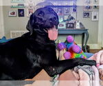Small #3 Labrador Retriever