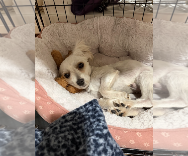 Medium Photo #10 Maltese-Unknown Mix Puppy For Sale in Brooklyn, NY, USA