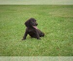 Small Photo #3 Boykin Spaniel Puppy For Sale in FITZGERALD, GA, USA