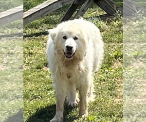 Great Pyrenees Dogs for adoption in Westminster, MD, USA