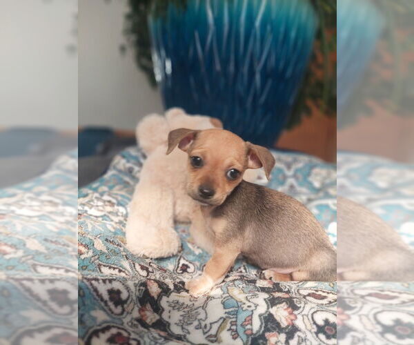 Medium Photo #2 Chihuahua-Unknown Mix Puppy For Sale in Lakewood, CO, USA