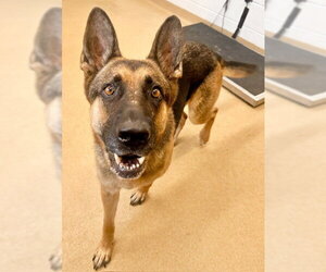 German Shepherd Dog Dogs for adoption in Derwood, MD, USA