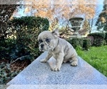 Small #241 French Bulldog