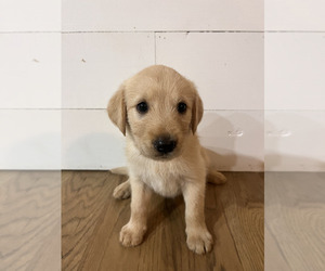 Double Doodle Puppy for sale in COLUMBIA, TN, USA