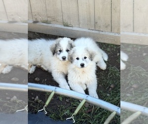 Great Pyrenees Puppy for sale in SAN DIEGO, CA, USA
